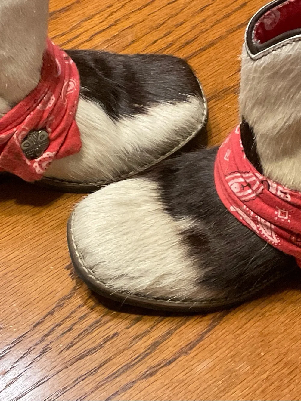 Dan Post Kids Black & White Haircalf Cowboy Boots with Red Bandana Trim